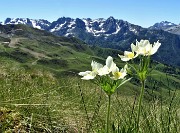 Corno Stella (2620 m) con Montebello, solo, in compagnia degli stambecchi il 22 giugno 2020  - FOTOGALLERY